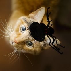 Halloween Pet Clothing Accessories Funny Spider Cap Decorative Spider Dog Party Hat Pet Costume Hat For Cats Dogs Pet Dress Up-knewpets